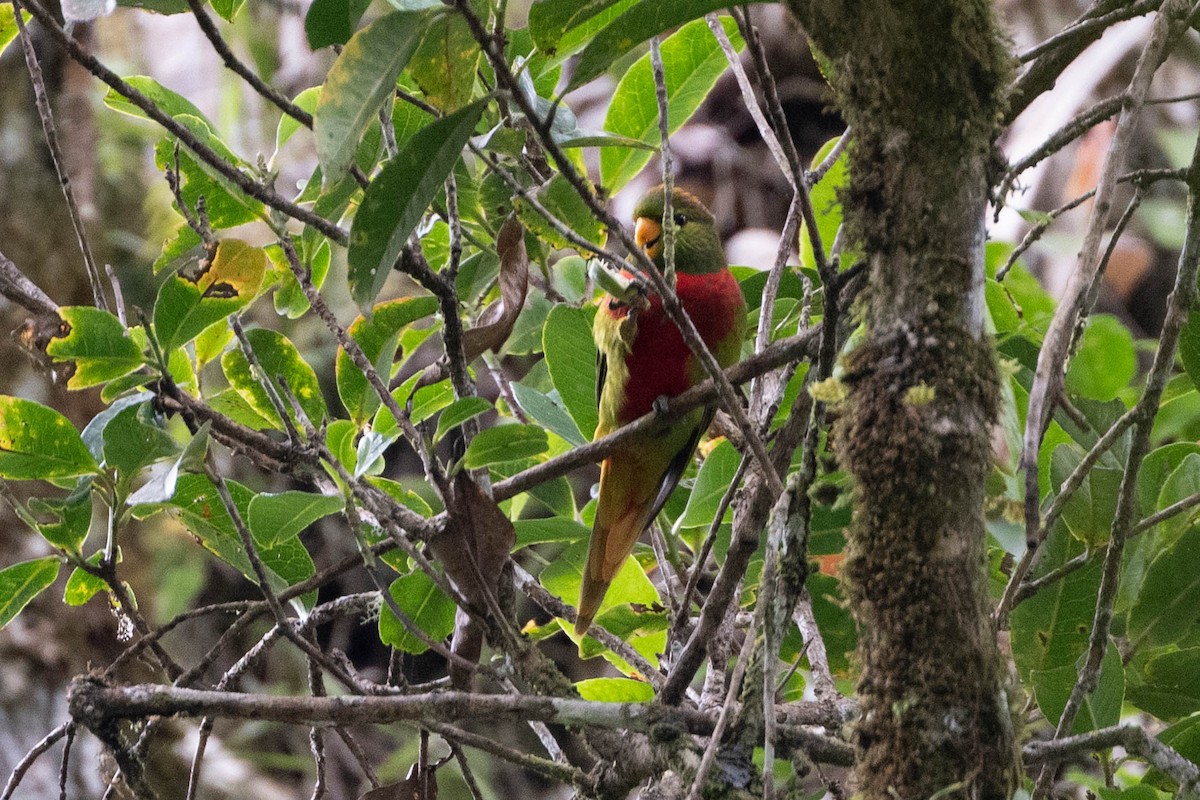 Yellow-billed Lorikeet - ML611343706