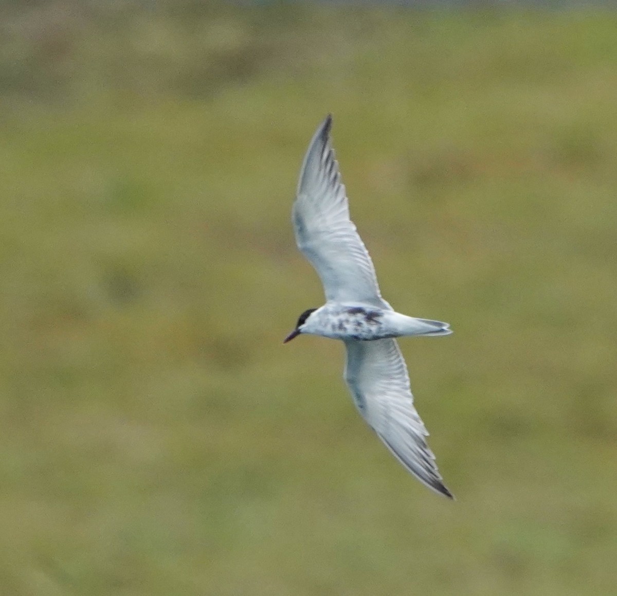 Whiskered Tern - ML611343715