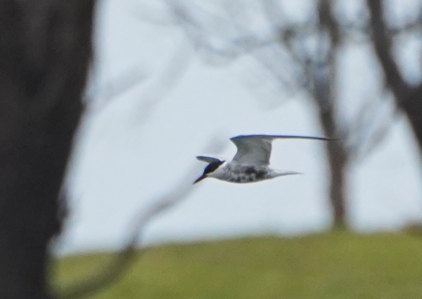 Whiskered Tern - Ian Kerr