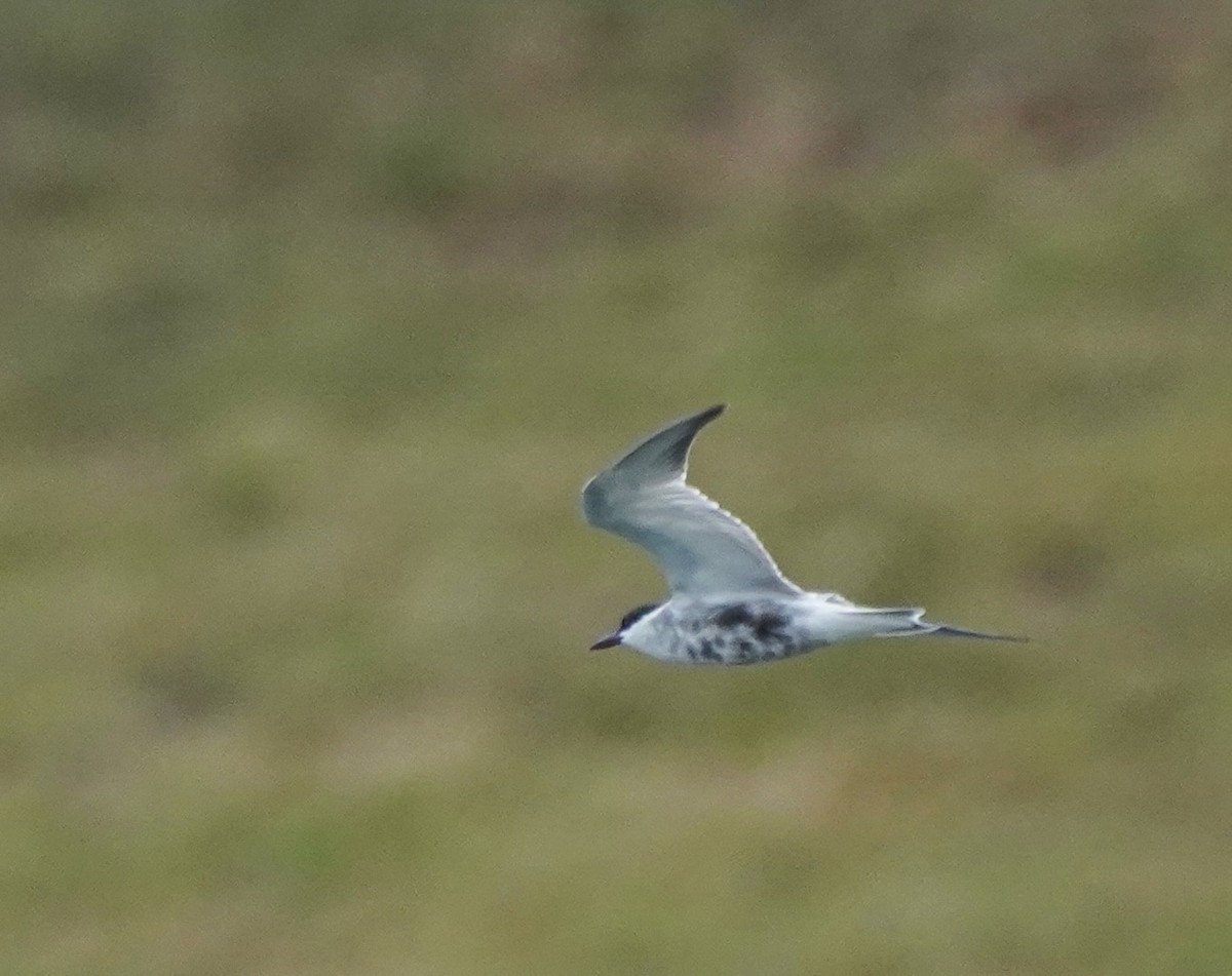 Whiskered Tern - ML611343719