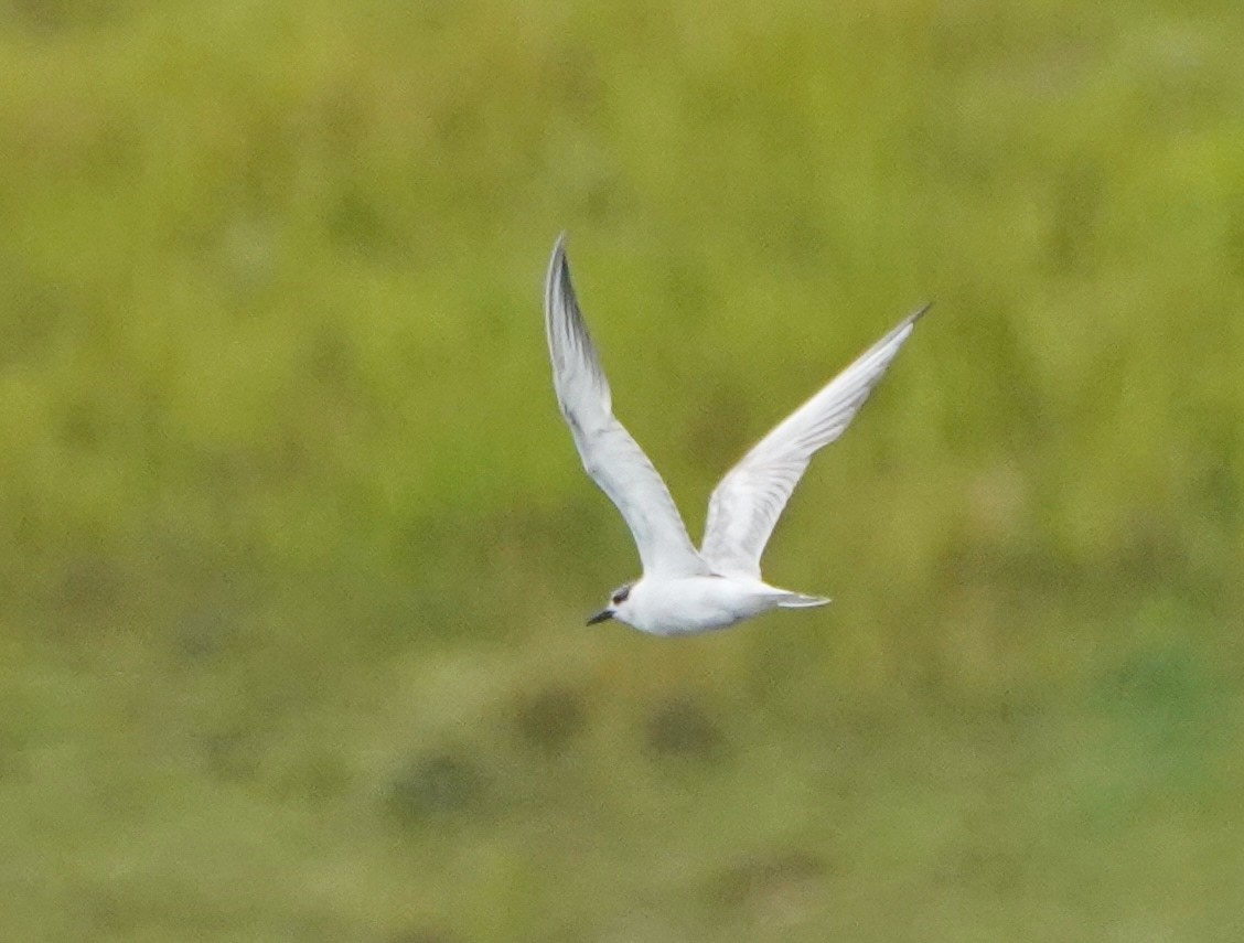 Whiskered Tern - ML611343720