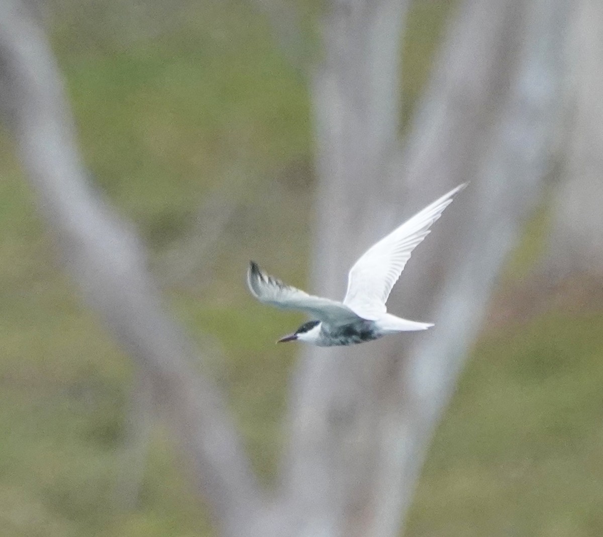 Whiskered Tern - ML611343721