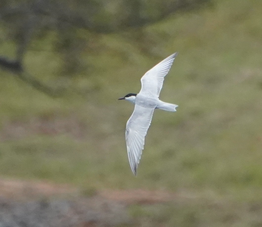 Whiskered Tern - ML611343722