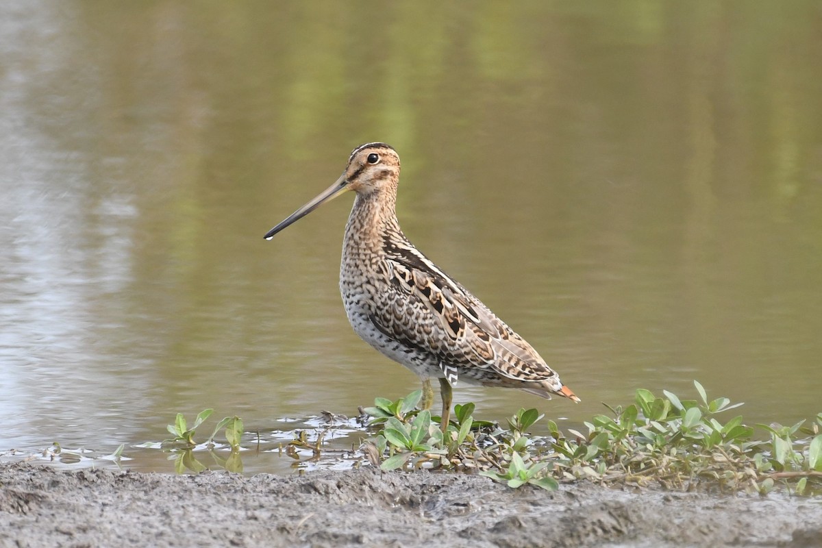 Latham's Snipe - ML611343873