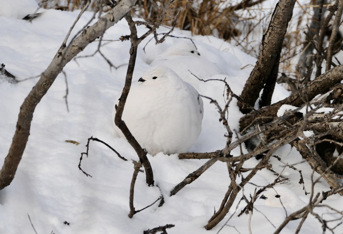 Willow Ptarmigan - ML611343938