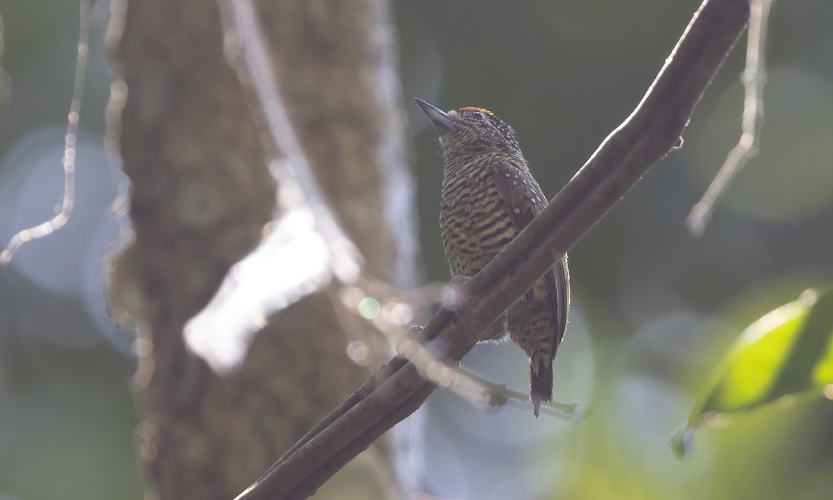 Golden-spangled Piculet (Buffon's) - ML611343982