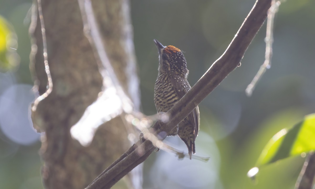 Golden-spangled Piculet (Buffon's) - ML611343984