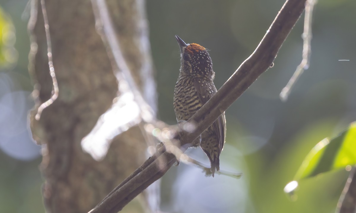 Golden-spangled Piculet (Buffon's) - ML611343985