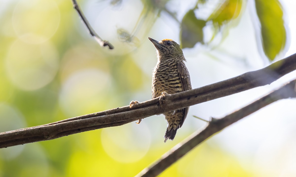 Golden-spangled Piculet (Buffon's) - ML611343986