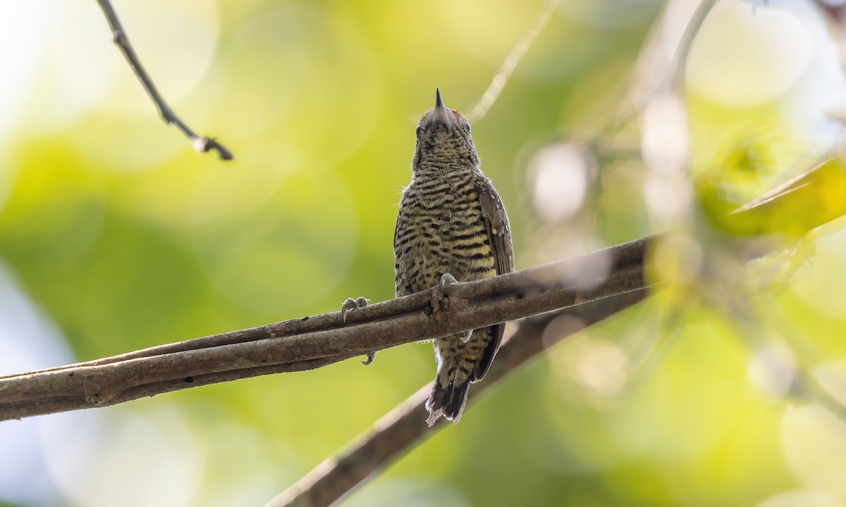 Golden-spangled Piculet (Buffon's) - ML611343987