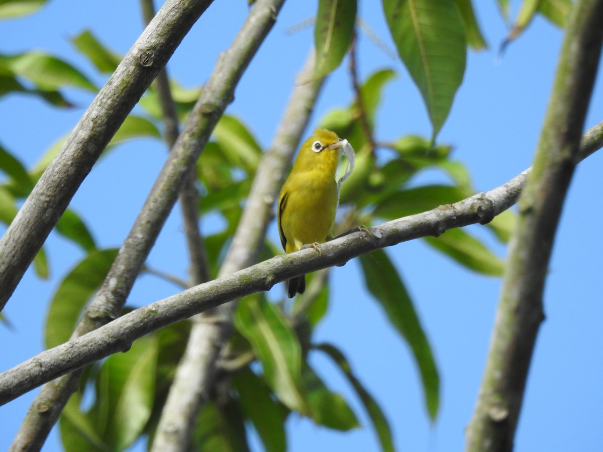 Zostérops des Wakatobi - ML611344012