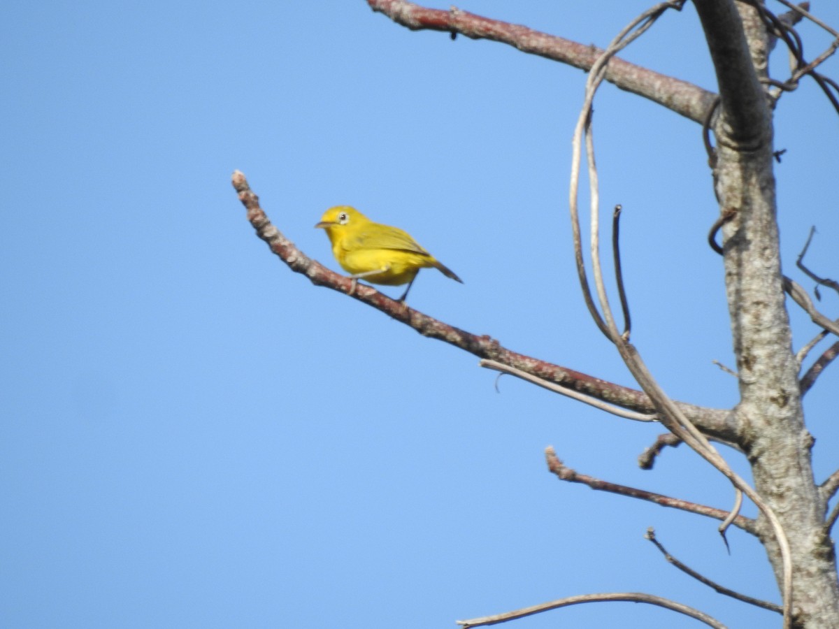 Wakatobi White-eye - ML611344014