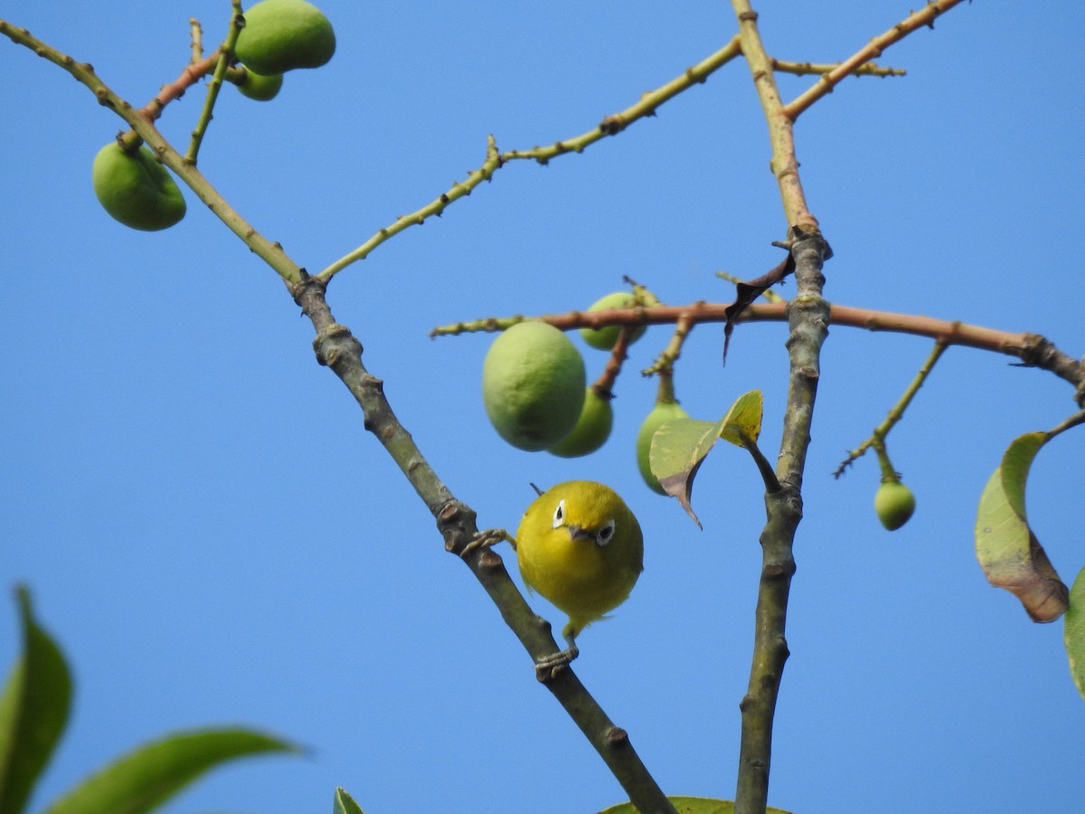 Wakatobi White-eye - ML611344018