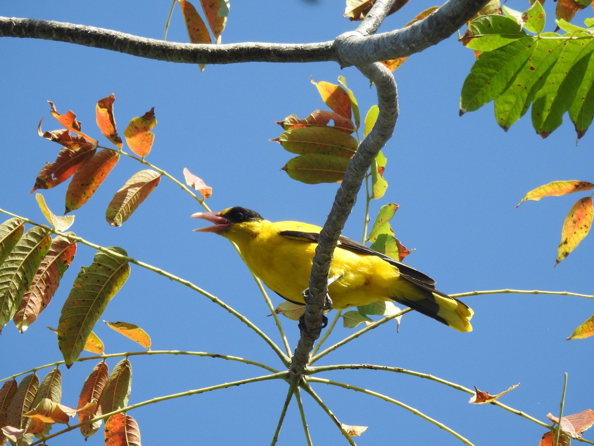 Black-naped Oriole - ML611344035