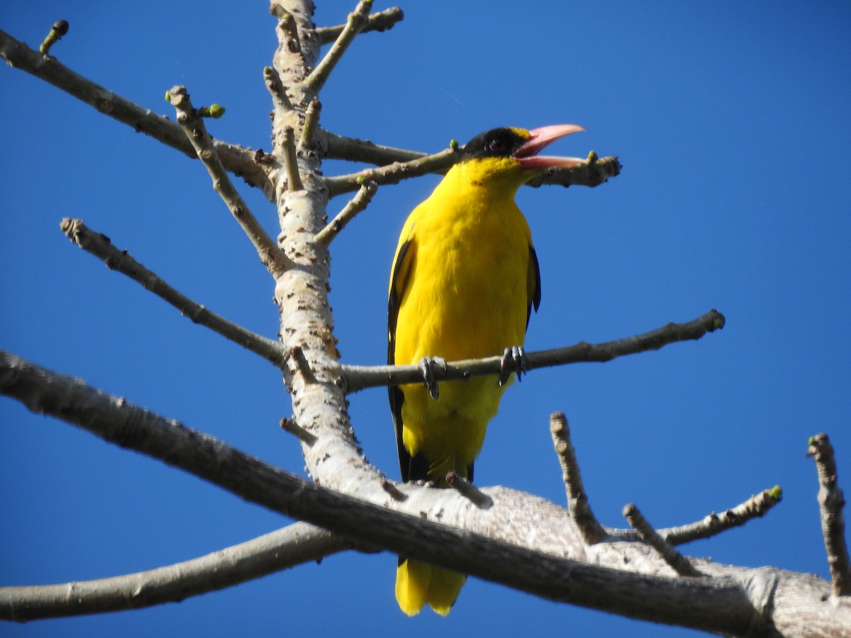 Black-naped Oriole - ML611344036