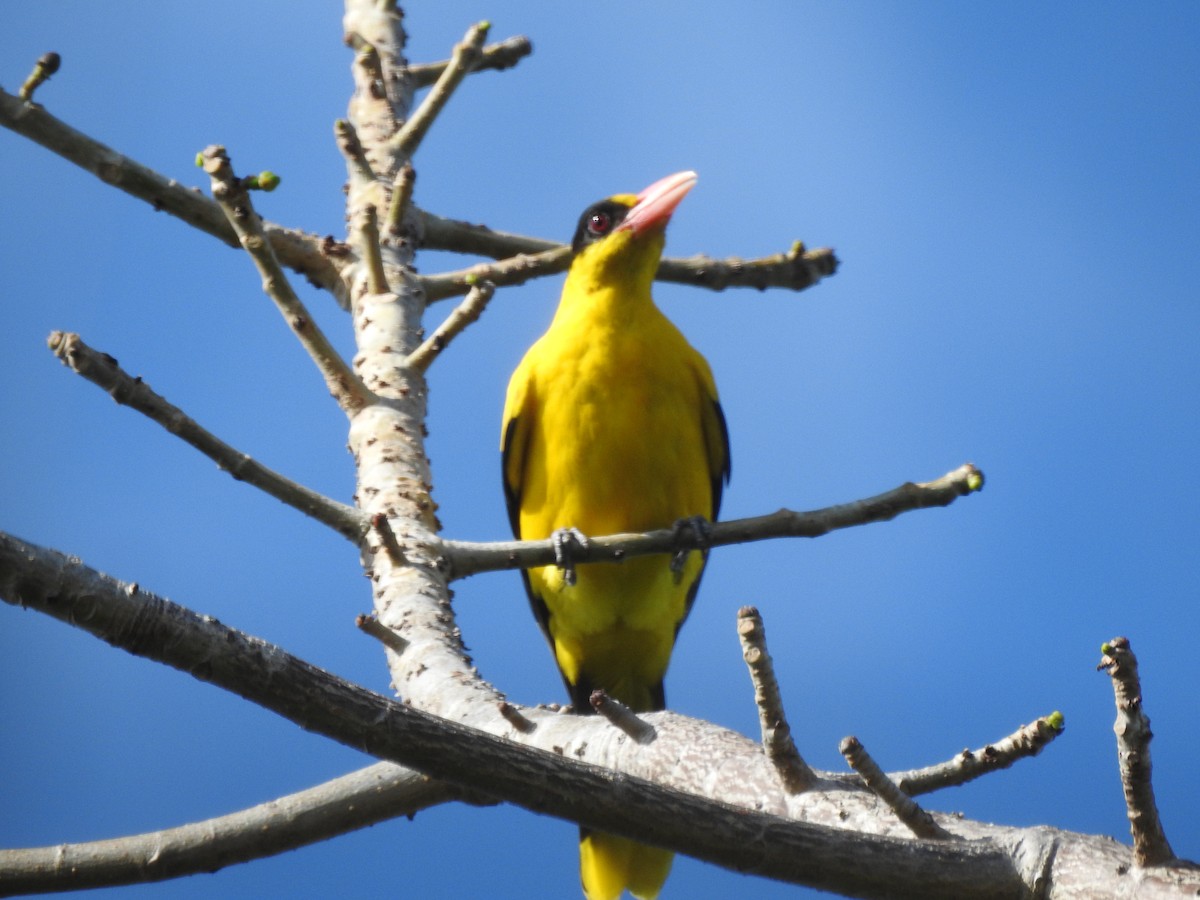 Black-naped Oriole - ML611344038