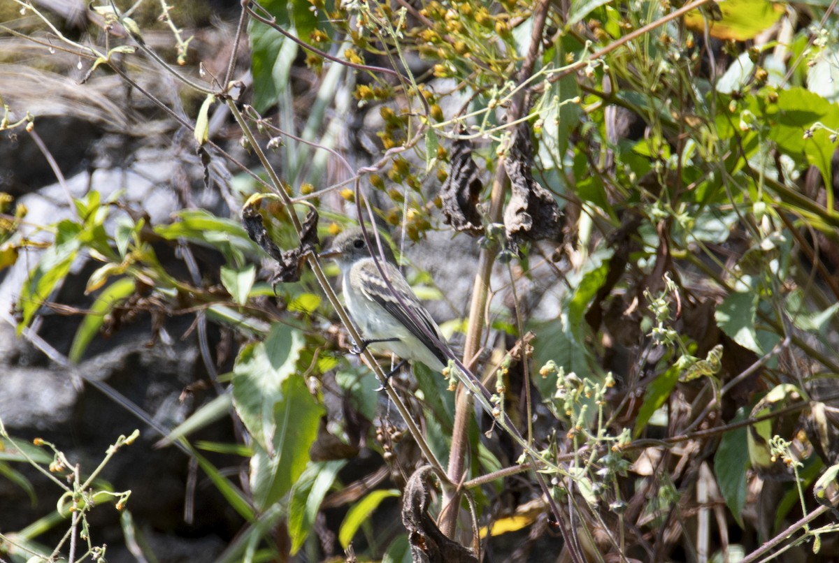 White-throated Flycatcher - ML611344045
