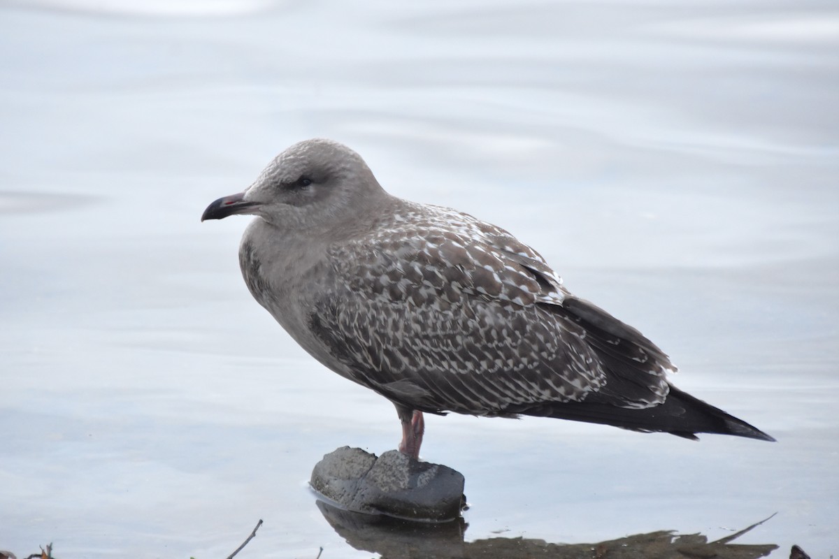 Gaviota Argéntea - ML611344065