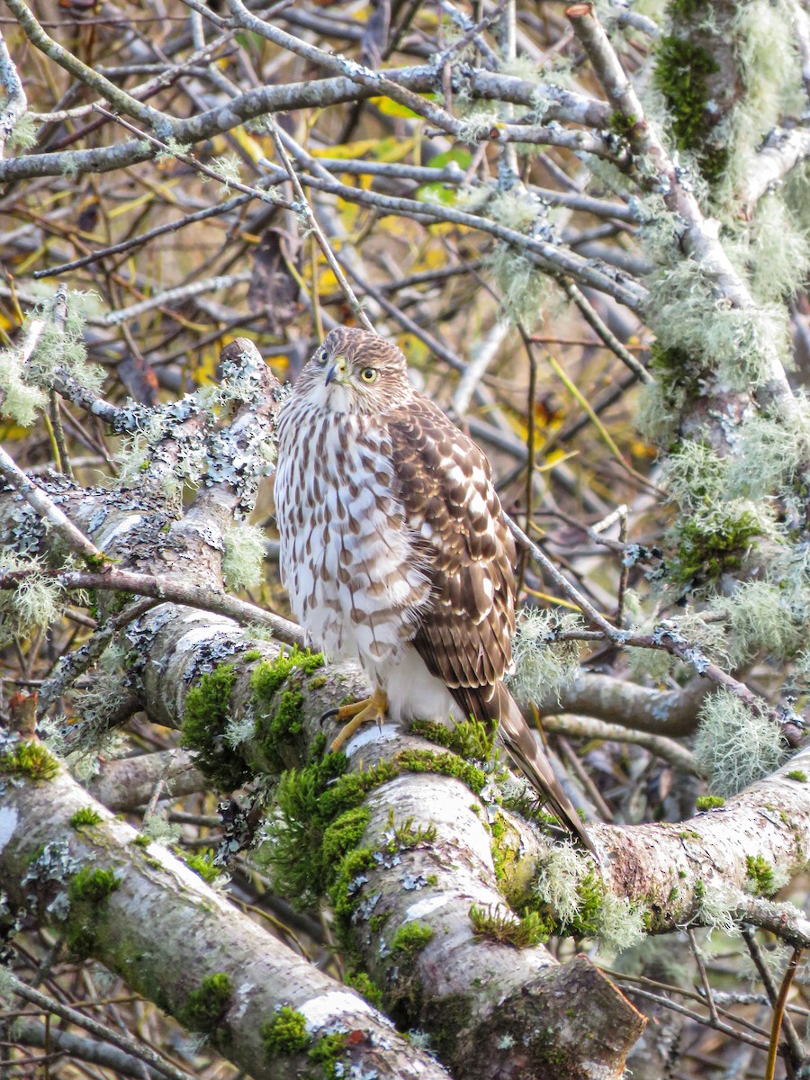 Cooper's Hawk - ML611344070