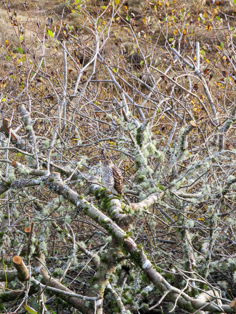 Cooper's Hawk - ML611344071