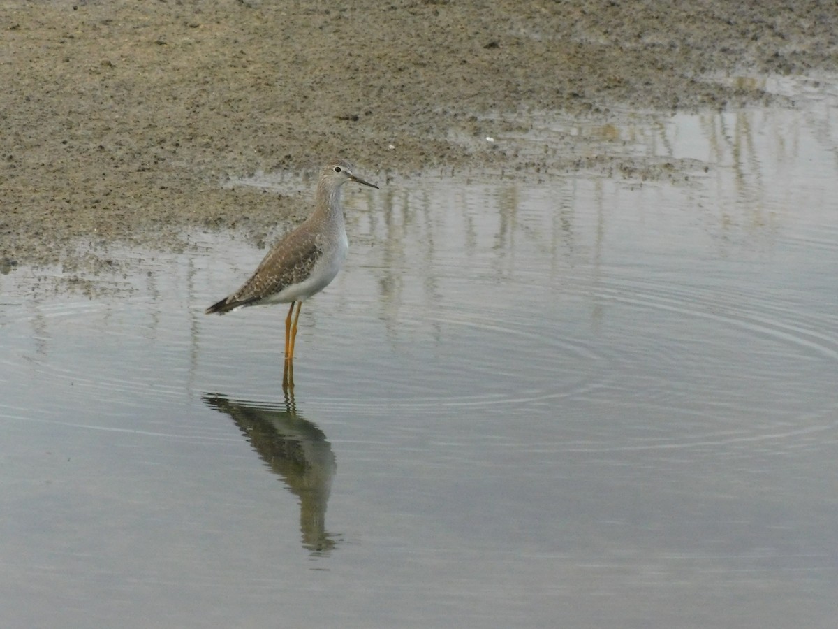 Lesser Yellowlegs - Alexander Christensen