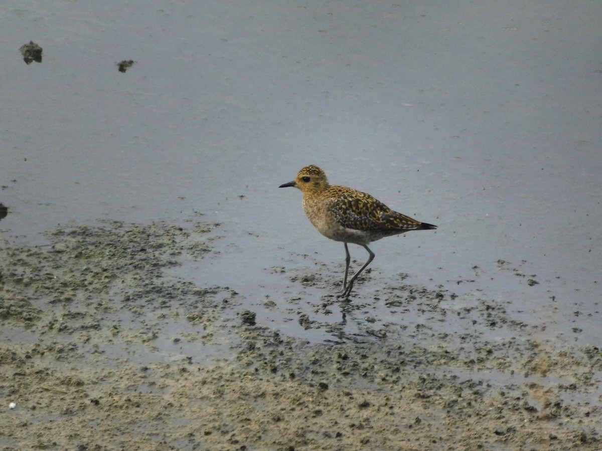 Pacific Golden-Plover - ML611344088