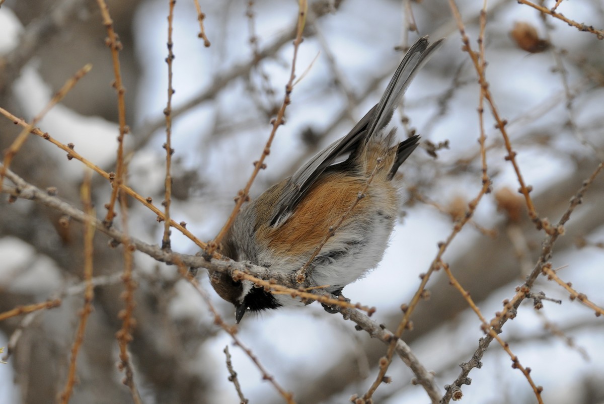 Boreal Chickadee - ML611344099