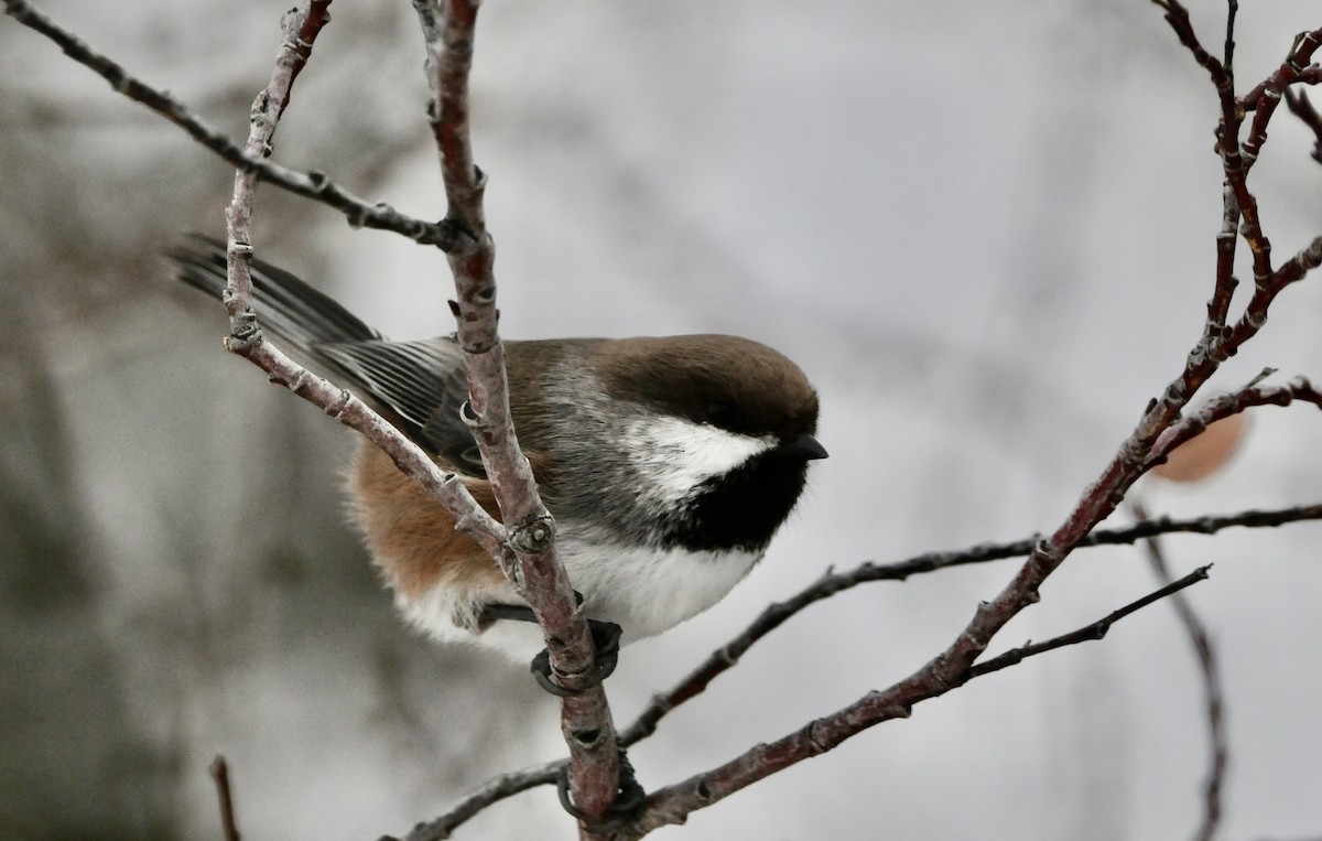 Boreal Chickadee - ML611344100