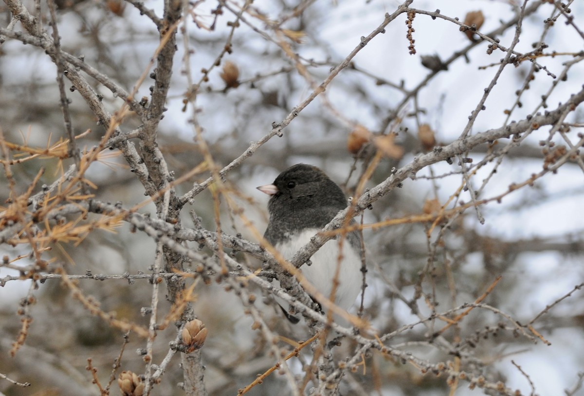 Dark-eyed Junco - ML611344104