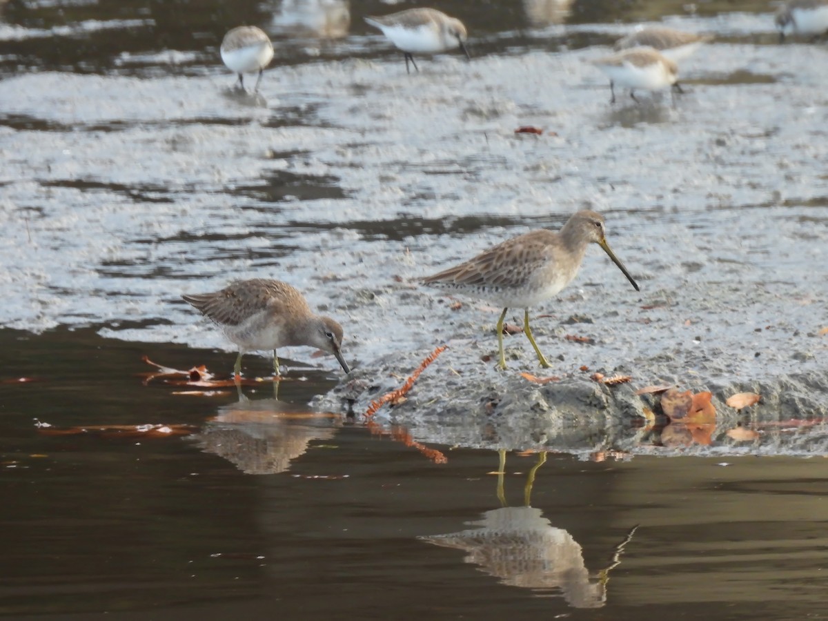 Long-billed Dowitcher - ML611344123