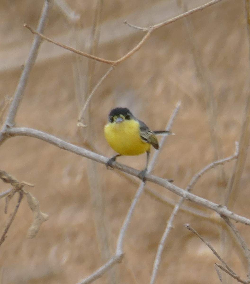 Common Tody-Flycatcher - ML611344171