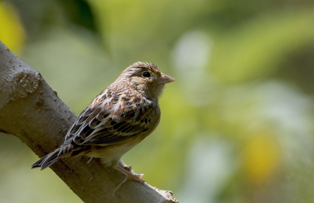 Grasshopper Sparrow - ML611344182