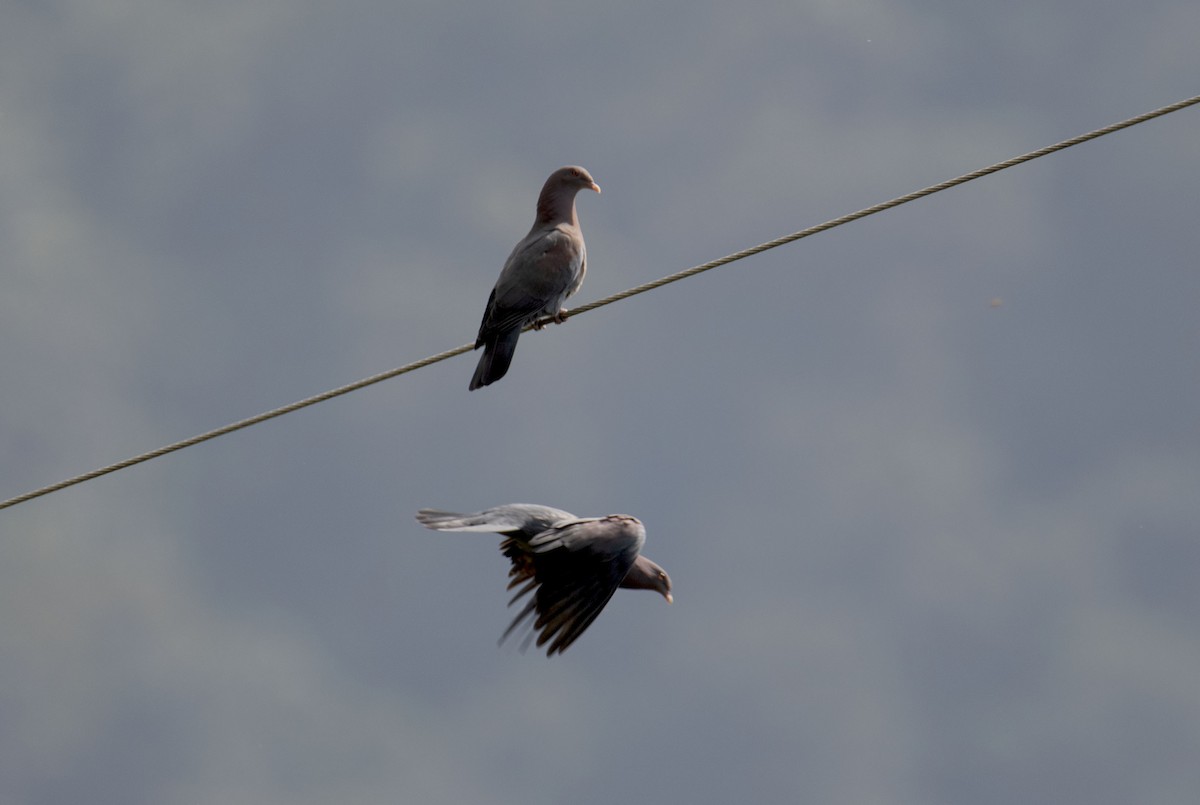 Red-billed Pigeon - ML611344526