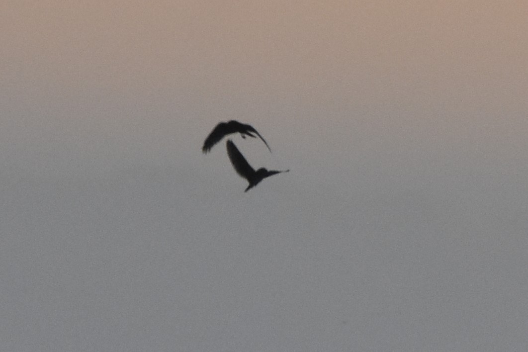 Short-eared Owl - Davis Provan