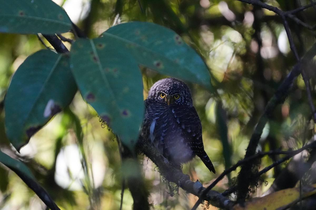 Collared Owlet - ML611344641