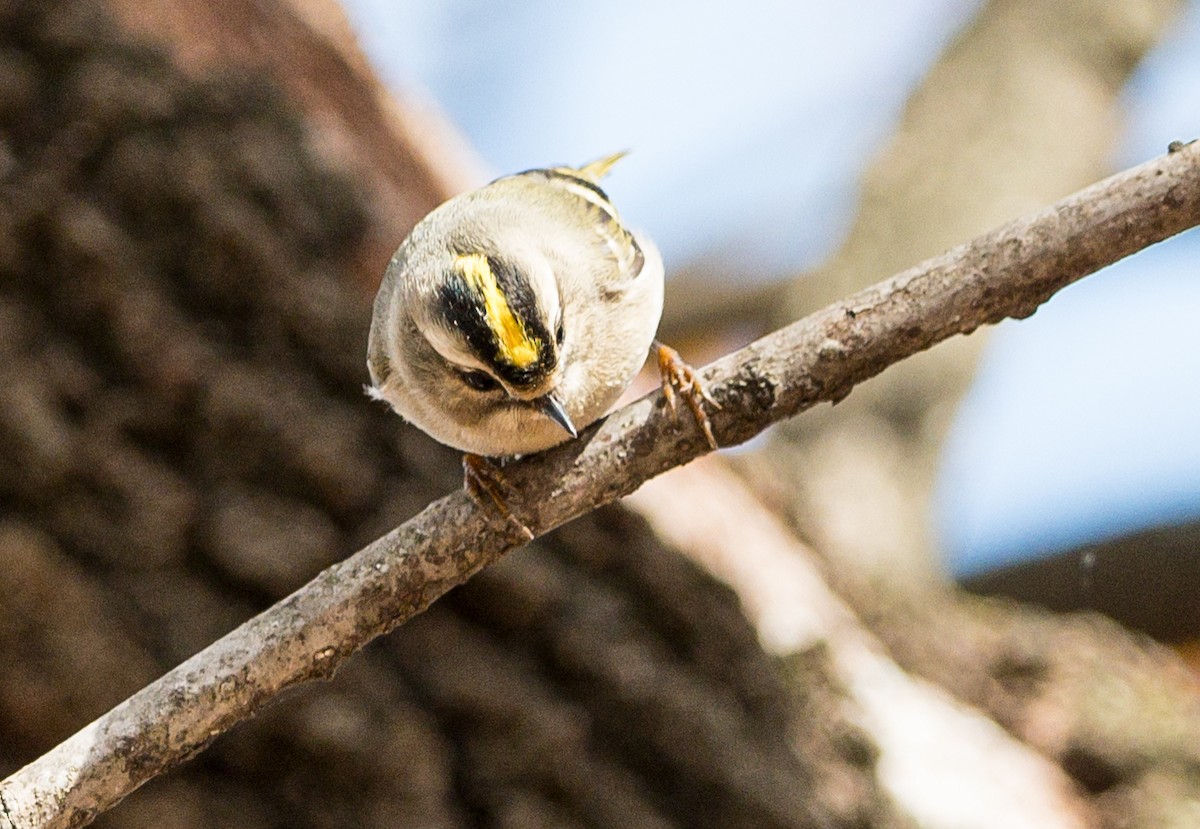 Golden-crowned Kinglet - ML611344670