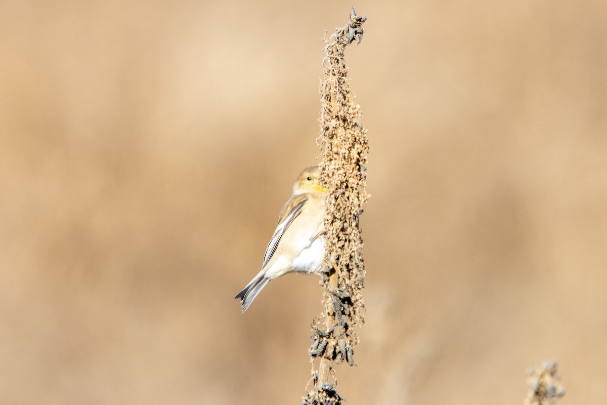 Chardonneret jaune - ML611344758