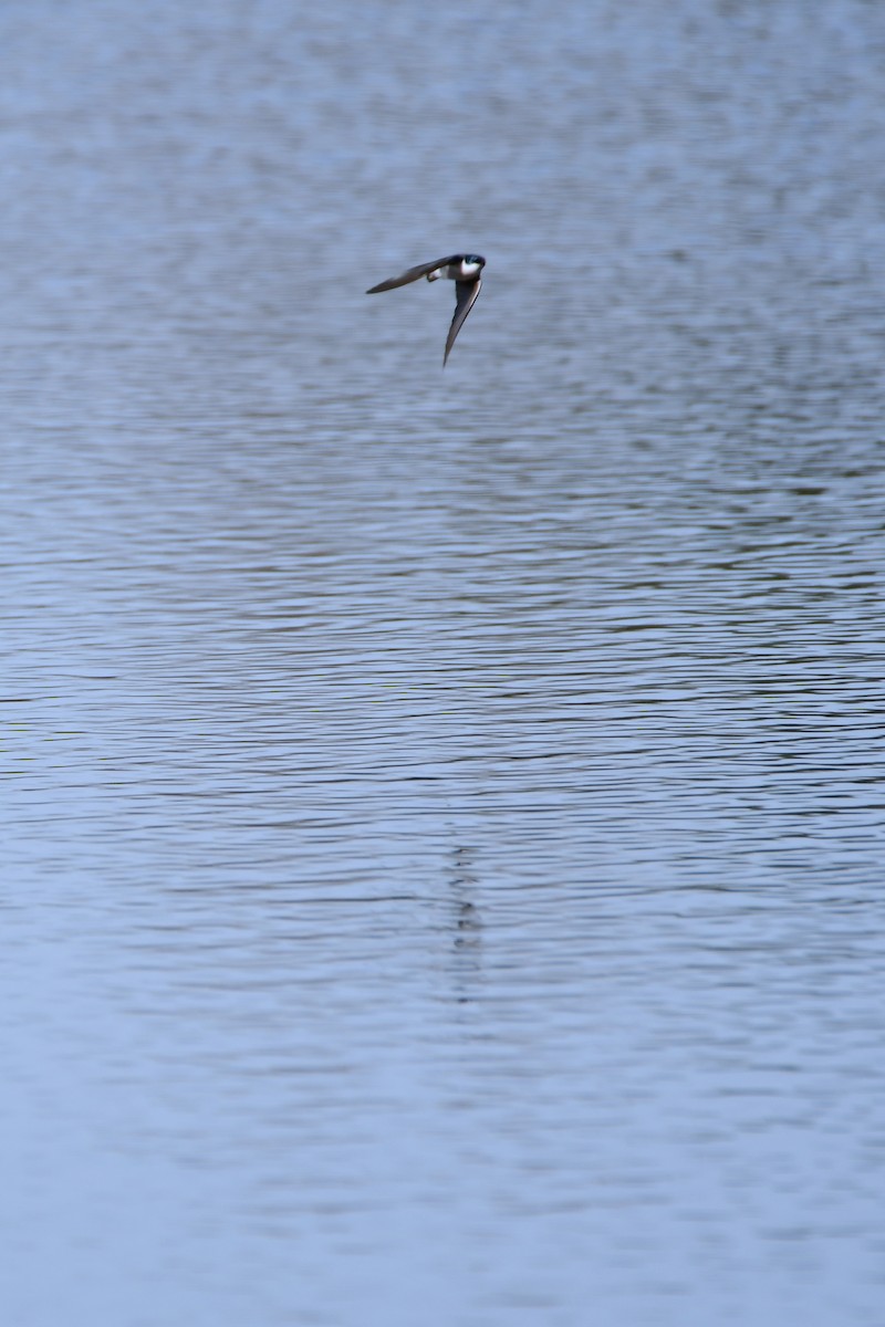 Tree Swallow - ML611344881