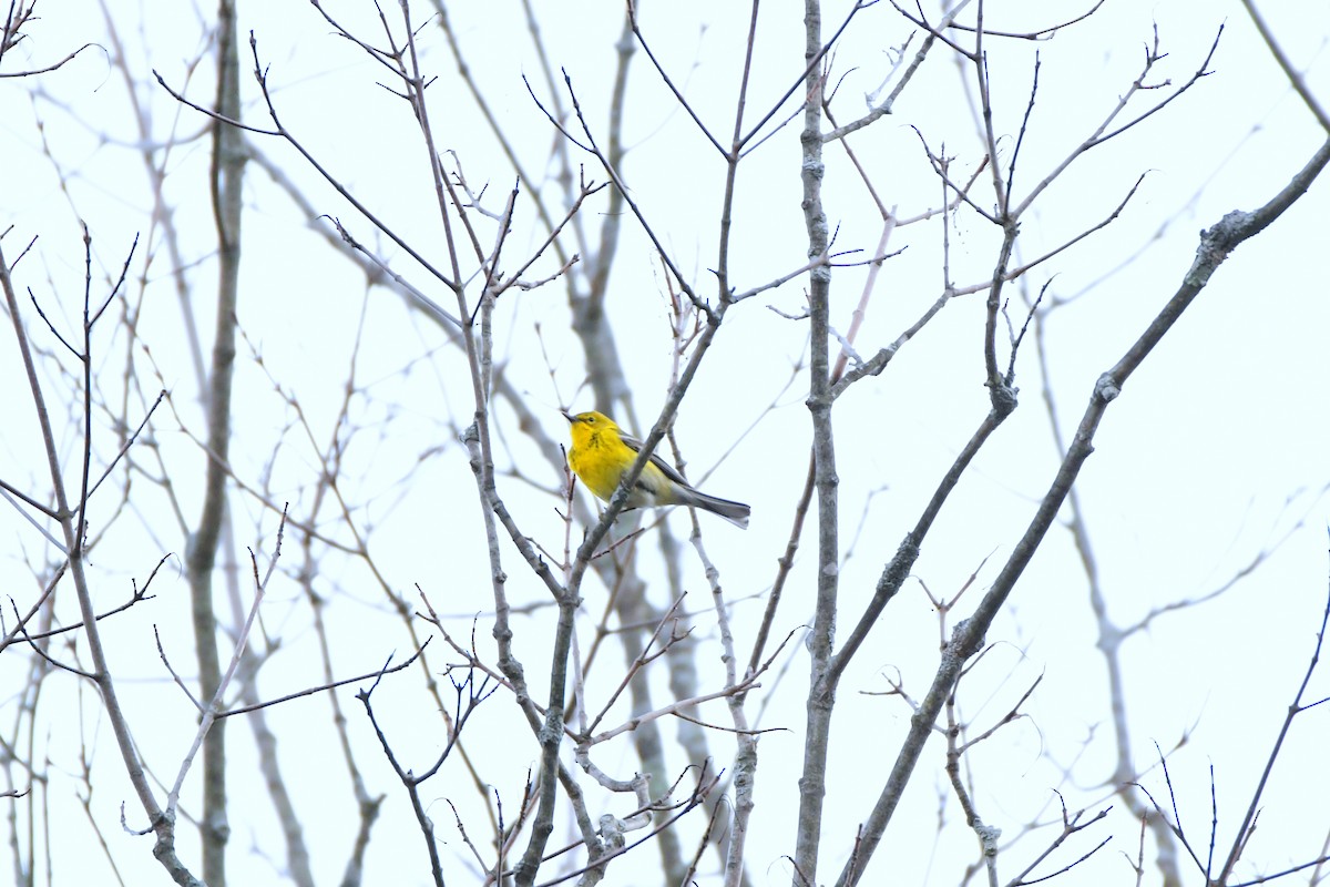 Pine Warbler - Chaiby Leiman