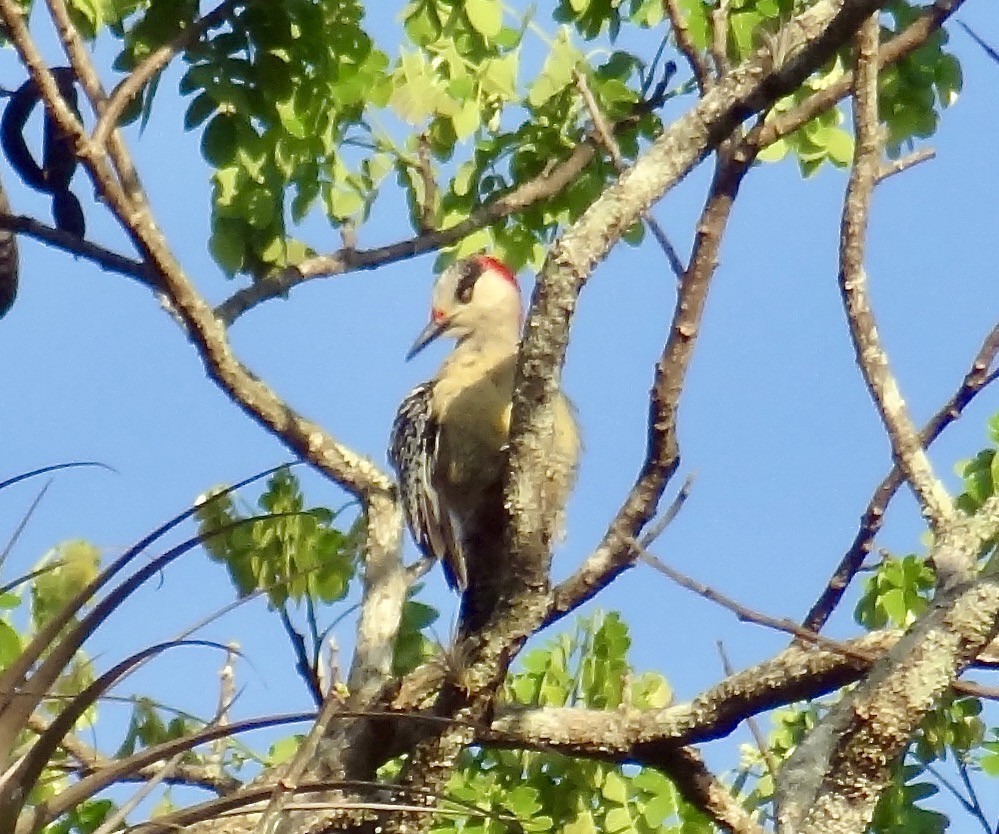 West Indian Woodpecker - John Beckworth