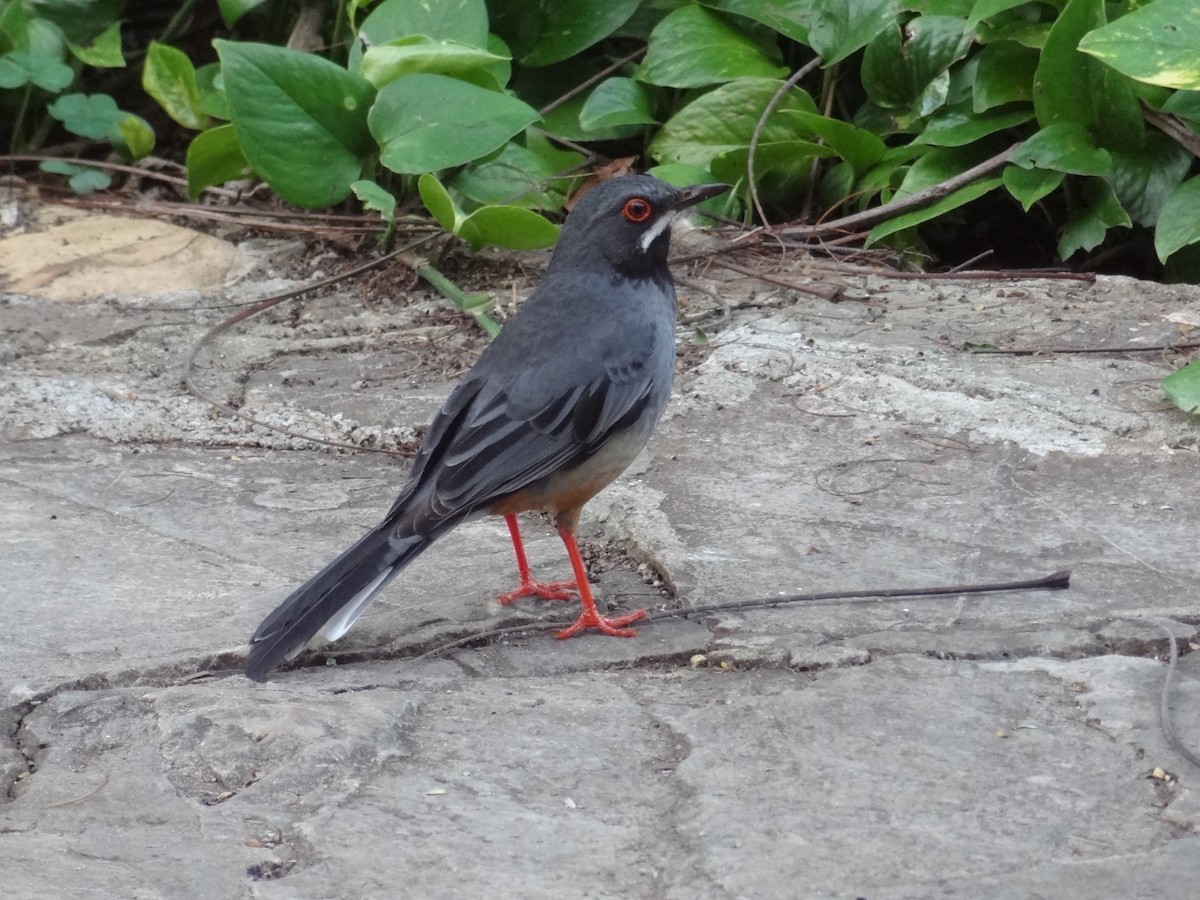 Red-legged Thrush - ML611344973