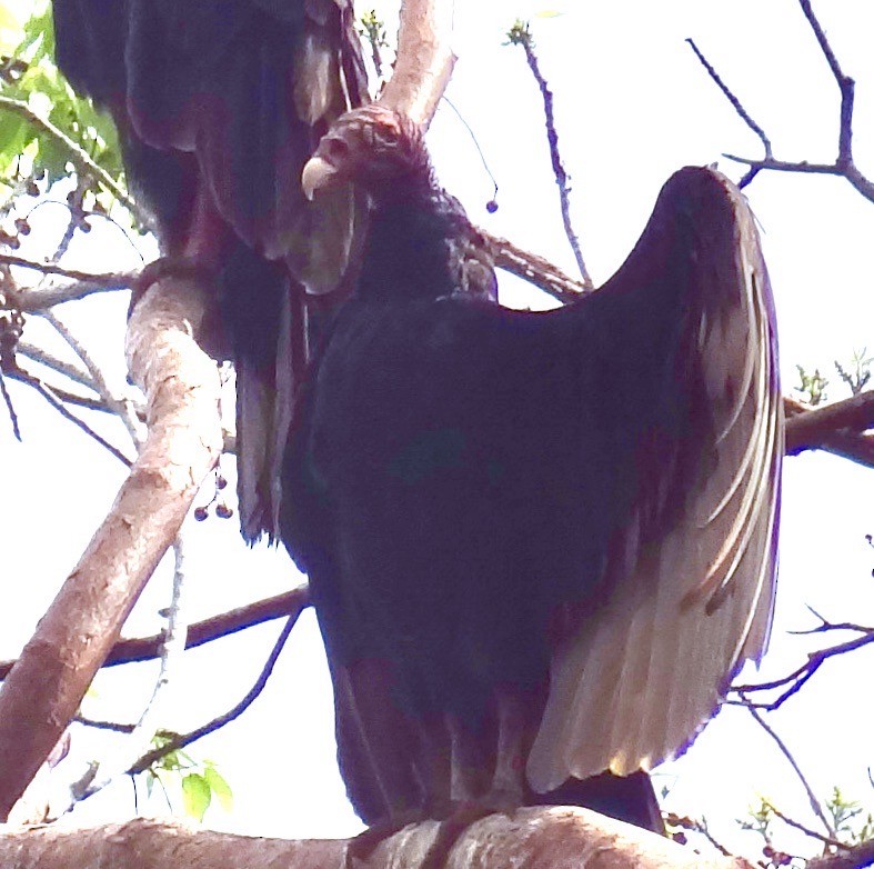 Turkey Vulture - ML611344976