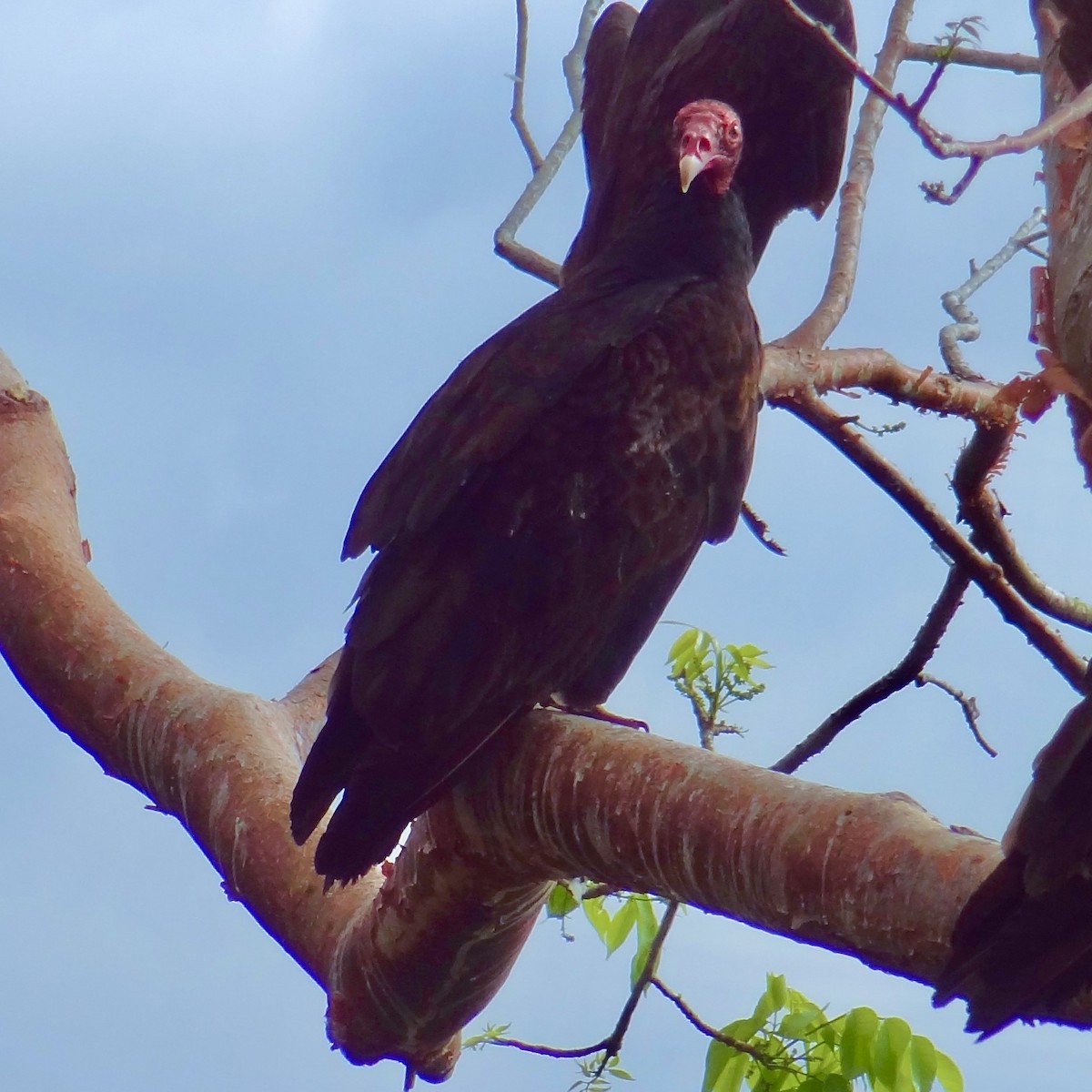 Turkey Vulture - John Beckworth