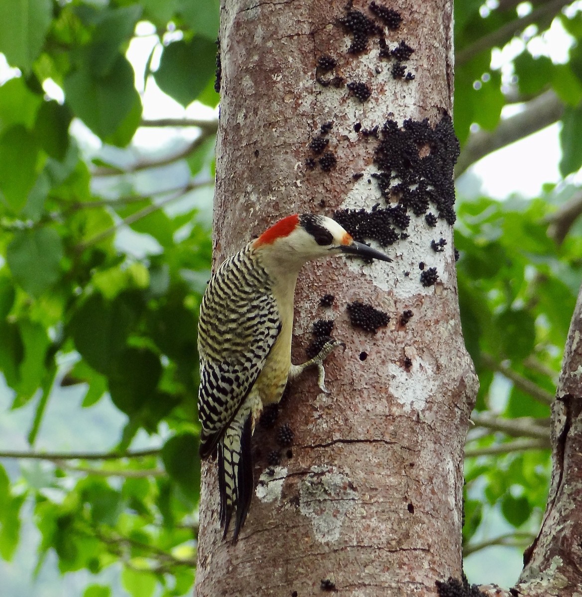 West Indian Woodpecker - John Beckworth