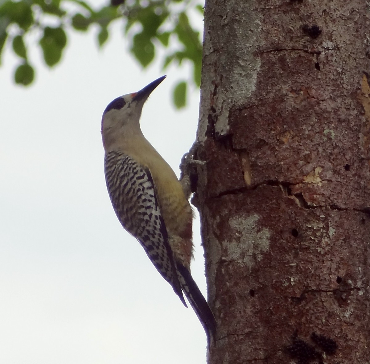 West Indian Woodpecker - John Beckworth