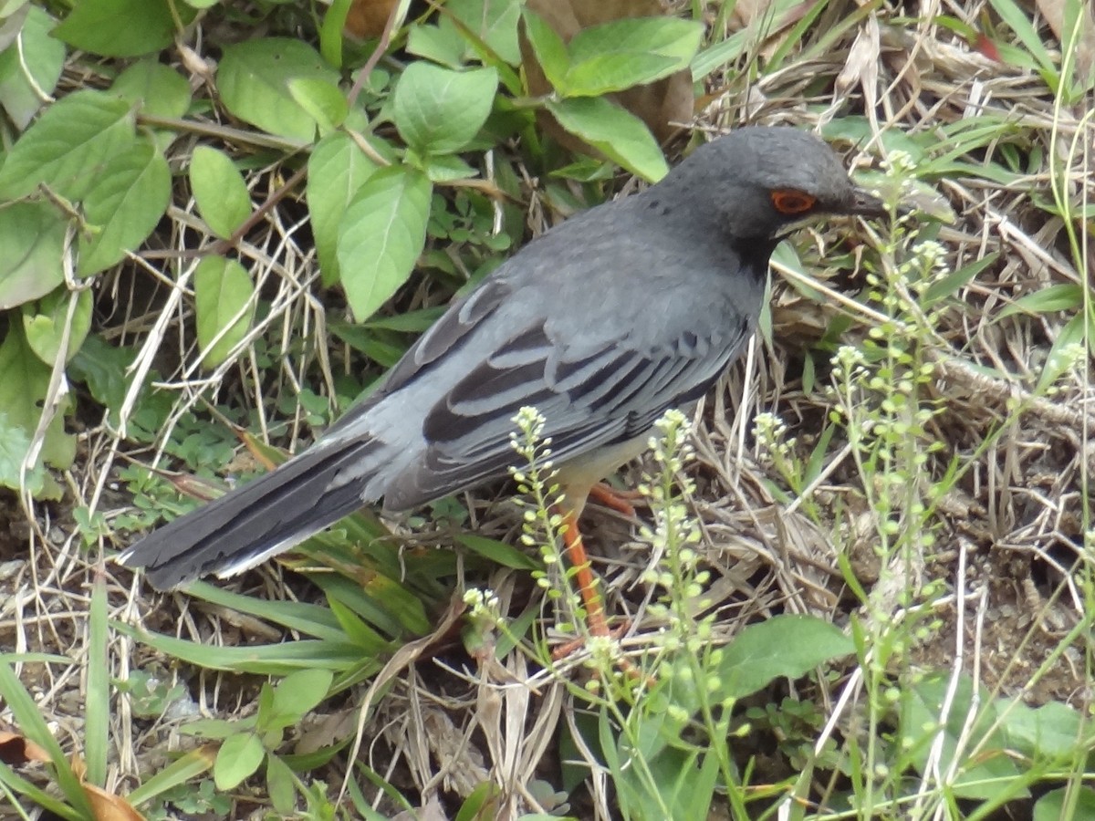 Red-legged Thrush - John Beckworth