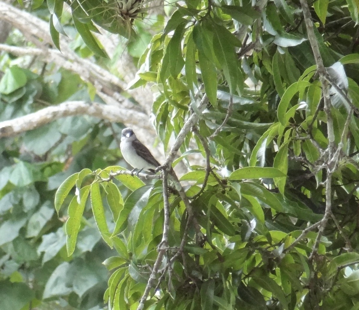 Gray Kingbird - John Beckworth