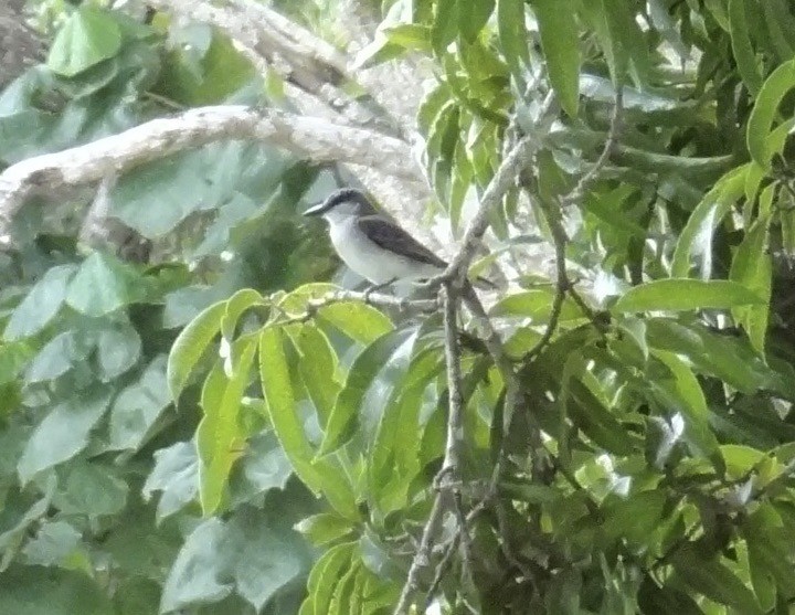 Gray Kingbird - John Beckworth