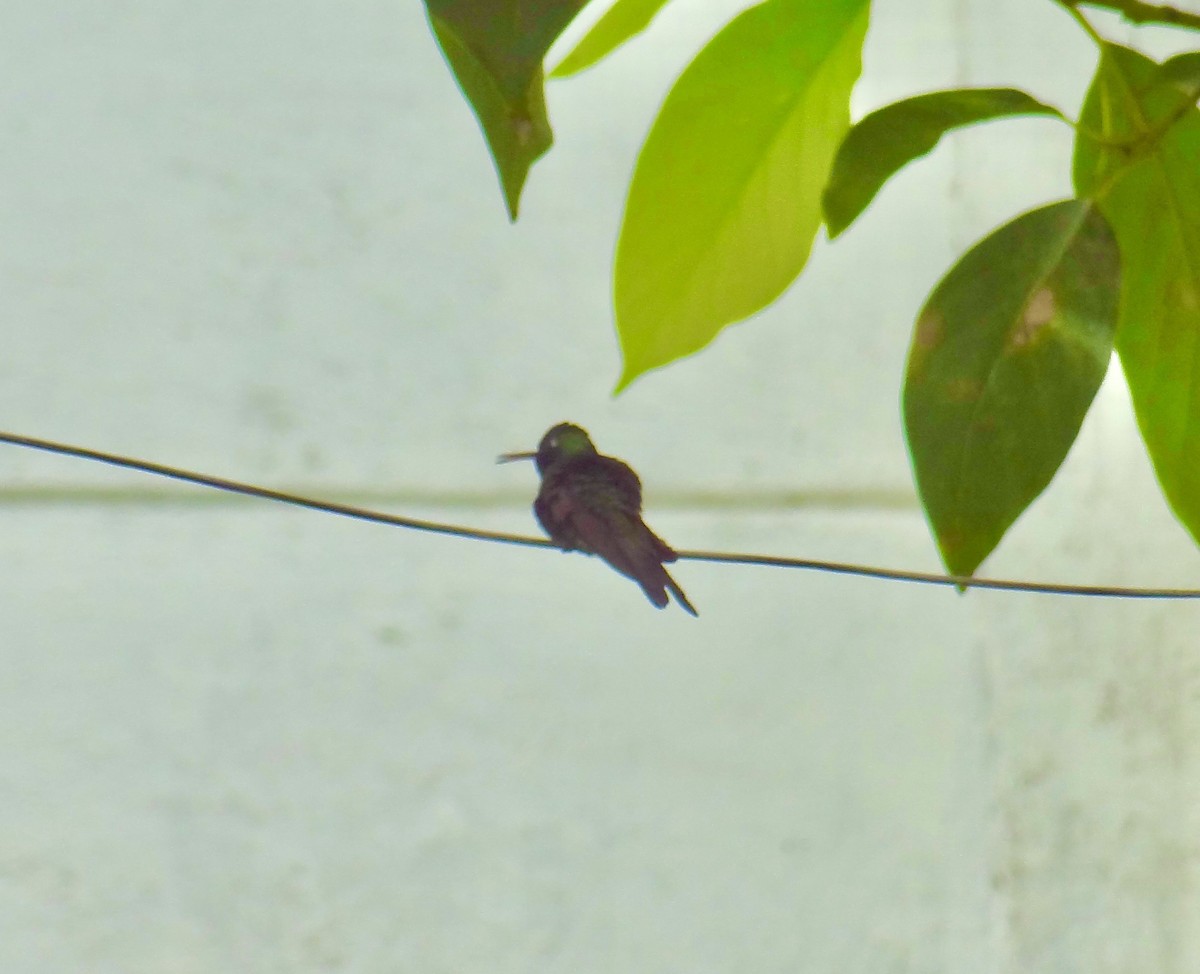 kolibřík kubánský - ML611345061
