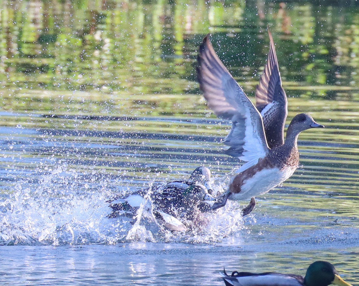 American Wigeon - Teresa Palos